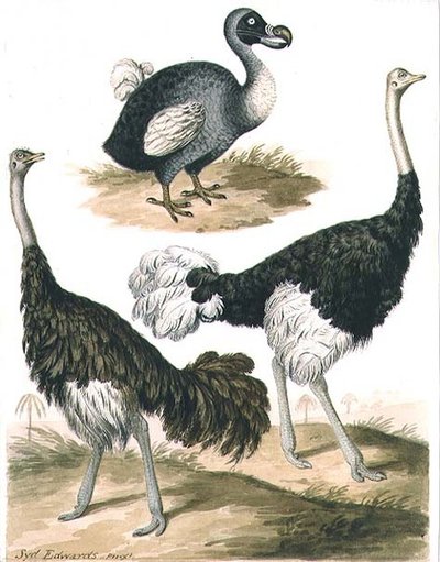 Dodo och struts (akvarell) av Sydenham Teast Edwards