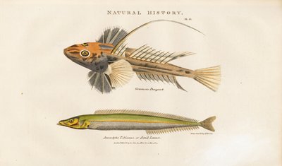 Dragonet och Sand Lance av Sydenham Teast Edwards