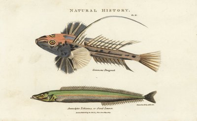 Draklyra och lancon equille - Vanlig drake, Callionymus lyra, och mindre tobis eller sandlans, Ammodytes tobianus. Handfärgad kopparstick efter Sydenham Edwards från John Mason Goods Pantologia, a New Encyclopedia, G. Kearsley, Lond av Sydenham Teast Edwards