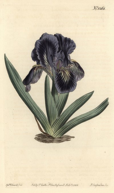 Dvärg Iris - Iris x binata (lila-blå dvärgflagga, Iris pumila var. violacea). Handkolorerad kopparstick av F. Sansom Jr. efter en illustration av Sydenham Edwards från William Curtis