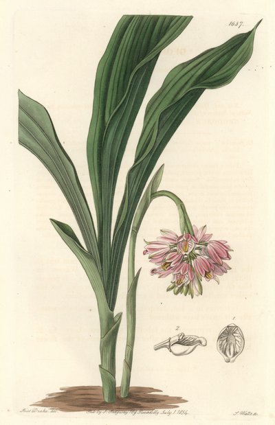 Earth Orchid, ursprungligen från Sri Lanka - S. Watts Strong Water från en illustration av Sarah Anne Drake (1803), från Botanical Register av Sydenham Teast Edwards