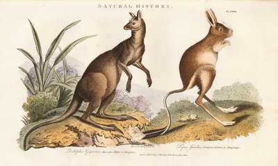 Eastern Grey Kangaroo och Jerboa av Sydenham Teast Edwards