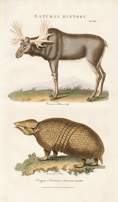 Älg och trebandad bältdjur av Sydenham Teast Edwards