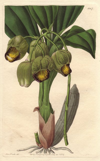 Epifytisk orkidé, blekgul katasetum, infödd i Brasilien - Water forte av S. Watts från en illustration av Sarah Anne Drake (1803-1857), från det botaniska registret av Sydenham Teast Edwards
