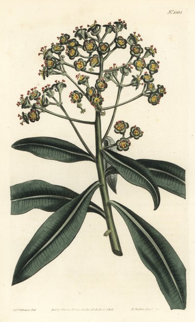Euphorbe mellifere - Honey spurge eller honungsbärande euphorbia, Euphorbia mellifera. Handkolorerad kopparstick av F. Sansom Jr. efter en illustration av Sydenham Edwards från William Curtis