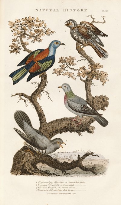 Europeiska fågelarter på träd av Sydenham Teast Edwards