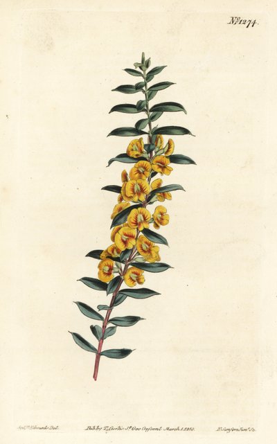 Eutaxia myrtifolia (Cross-leaved dillwynia, Dillwynia obovata). Handkolorerad kopparstick av F. Sansom Jr. efter en illustration av Sydenham Edwards från William Curtis