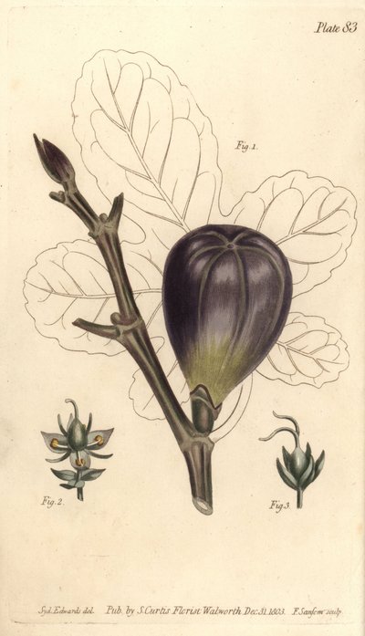 Fikon, Ficus carica, Trioecia med hermafrodit, hane 2 och hona 3 blommor som växer separat. Handkolorerad kopparstick av F. Sansom av en botanisk illustration av Sydenham Edwards för William Curtis