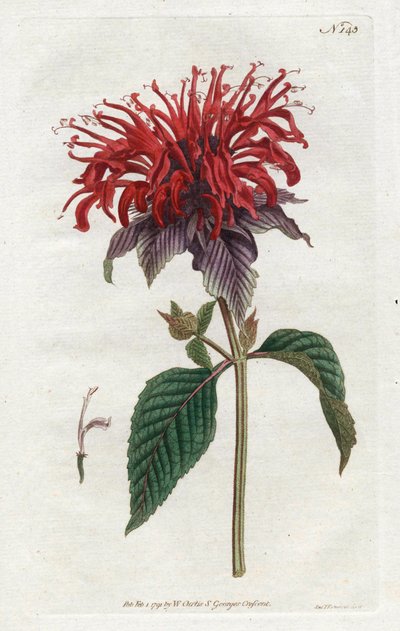 Fistula Monarde - Litografi av Sydenham Edwards (1768-1819), från William Curtis