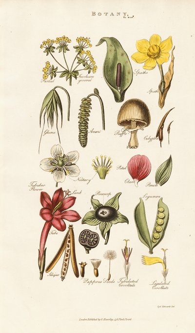 Blom- och växtstrukturer av Sydenham Teast Edwards