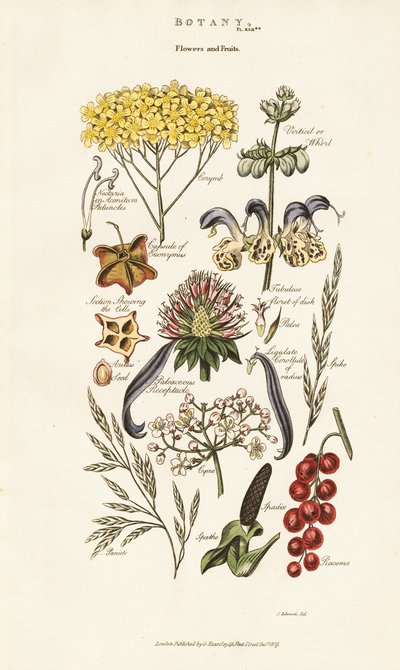 Blomster- och fruktarrangemang av Sydenham Teast Edwards