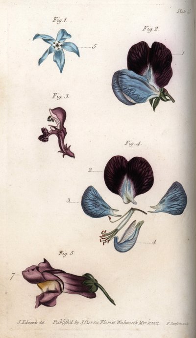 Blomning av officinale gurkört och ärter (baljväxter). Färgad kopparstick, illustration av Sydenham Edwards (1768-1819) för Conferences of Botanical, Botanical Garden of Lambeth (England) av Sydenham Teast Edwards