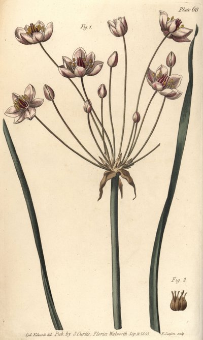 Blomningsrus, Butomus umbellatus, Hexagynia, hermafroditblomma 1 och pistilla 2. Handkolorerad kopparstick av F. Sansom av en botanisk illustration av Sydenham Edwards för William Curtis