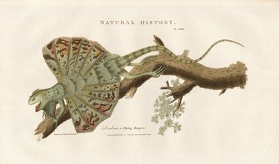 Flygande drake på en gren av Sydenham Teast Edwards