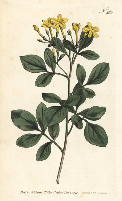 Doftande jasmin - Sötaste jasmin, Jasminum odoratissimum. Handfärgad kopparstick av Sansom efter en illustration av Sydenham Edwards från William Curtis