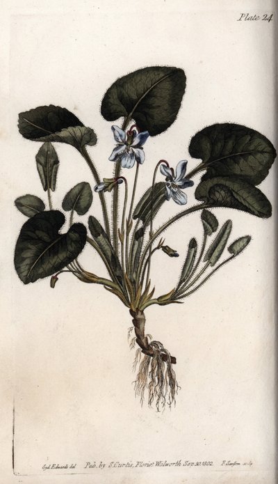 Doftande viol. Färgad kopparstick, illustration av Sydenham Edwards (1768-1819) för Conferences of Botanical, Botanical Garden of Lambeth (England) av Sydenham Teast Edwards