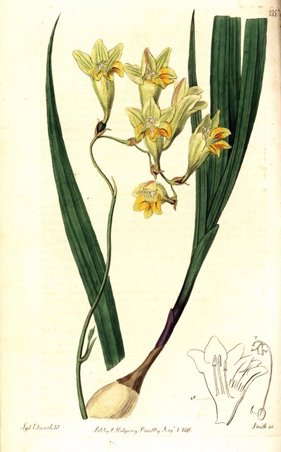 Freesia refracta (Reflex tritonia, Tritonia refracta). Handfärgad kopparstick av Smith efter en botanisk illustration av Sydenham Edwards från The Botanical Register, Ridgway, London av Sydenham Teast Edwards