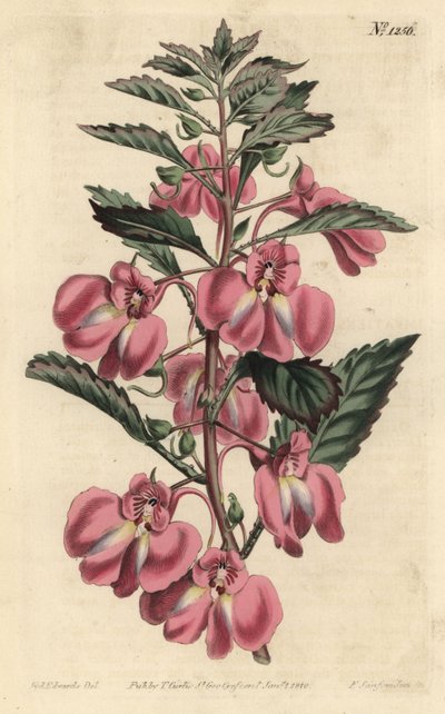 Trädgårdsbalsamin - Trädgårdsbalsam, Impatiens balsamina (Körtelbladsbalsam, Impatiens coccinea). Handkolorerad kopparstick av F. Sansom Jr. efter en illustration av Sydenham Edwards från William Curtis