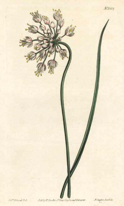Vitlökslutande - nickande lök, dampurjolök eller böjd vitlök, Allium cernuum. Handkolorerad kopparstick av F. Sansom Jr. efter en illustration av Sydenham Edwards från William Curtis