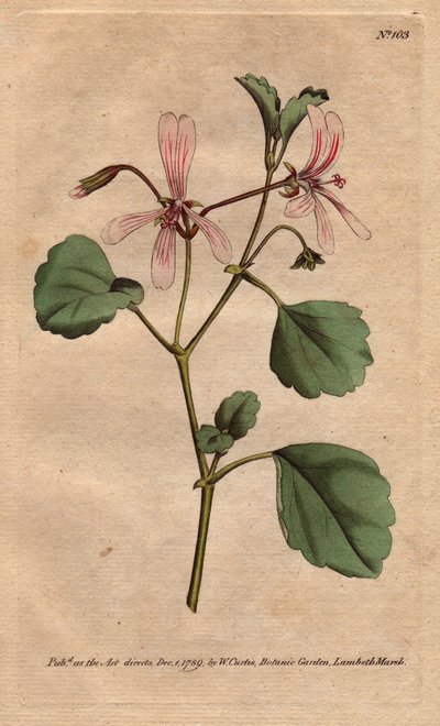 Pelargon har syrablad, med rosenblommor, infödda i Sydafrika. Sorrel cranes näbb med rosa ådrade blommor. En infödd från Kap, Sydafrika. Pelargonium acetosum. Handfärgad kopparstick från en botanisk illustration av Sydenham av Sydenham Teast Edwards