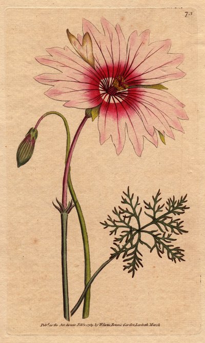 Geranium monsonia har stora ljusrosa och mörkrosa blommor. Storblommig monsonia med ljusrosa och djupt rosa blommor. Monsonia speciosa. Handfärgad kopparstick från en botanisk illustration av Sydenham Edwards från William Curtis "" Botan av Sydenham Teast Edwards