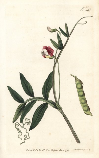 Gesse climene - Spansk vicker, Lathyrus clymenum (Jointed-podded lathyrus, Lathyrus articulatus). Handfärgad kopparstick av Sansom efter en illustration av Sydenham Edwards från William Curtis