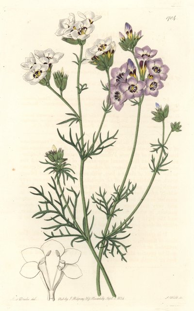 Gilia tricolor, vita och lila sorter, hemma i Kalifornien - S. Watts starkt vatten från en illustration av Sarah Anne Drake (1803-1857), från Botanical Register av Sydenham Teast Edwards