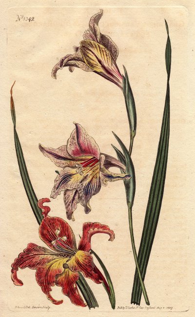 Glaieul har stora blommor i epis eller stor brun afrikaner, med ljusrosa och ecarlate fläckiga blommor, inhemska i Sydafrika. Storblommig cornflagga eller stor brun afrikaner, med fläckiga blommor i scharlakansröd och ljusrosa, infödd i Sydafrika. Gladio av Sydenham Teast Edwards