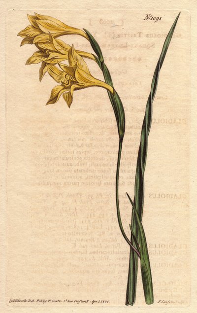Glaieul har gula blommor i epis och svärdformade blad. Gulblommig, fyrkantig cornflagga. Gladiolus tristis. Handfärgad kopparstick från en botanisk illustration av Sydenham Edwards från William Curtis "" Botanical Magazine"" 1790-1 av Sydenham Teast Edwards