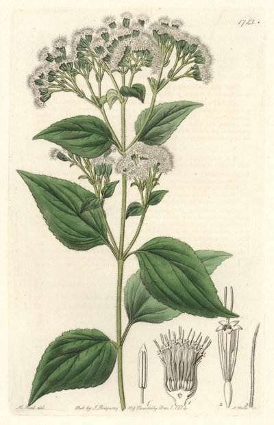 Glandular eupatorium, infödd i Mexiko - S. Watts starkt vatten från en illustration av M. Mart, från det botaniska registret av Sydenham Teast Edwards