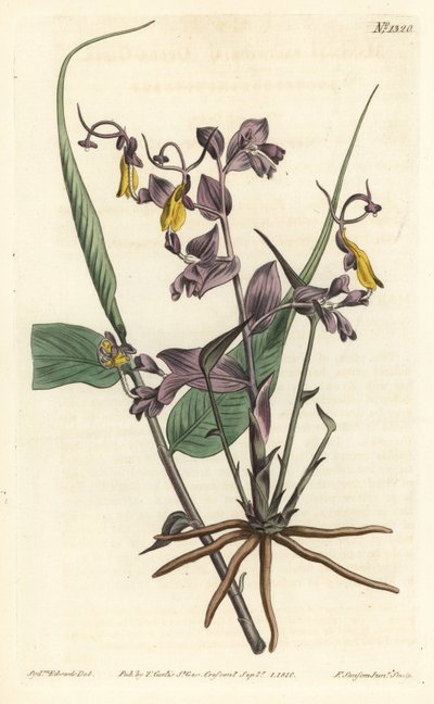 Globba radicalis (Operaflickor, Mantisia saltatoria). Handkolorerad kopparstick av F. Sansom Jr. efter en illustration av Sydenham Edwards från William Curtis