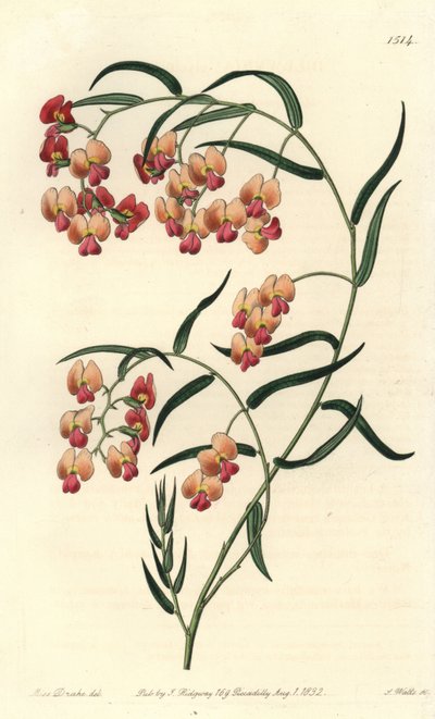 Glycinbladig dillwynia, Dillwynia glycinifolia. Handkolorerad kopparstick av S. Watts efter en illustration av Miss Sarah Drake från Sydenham Edwards
