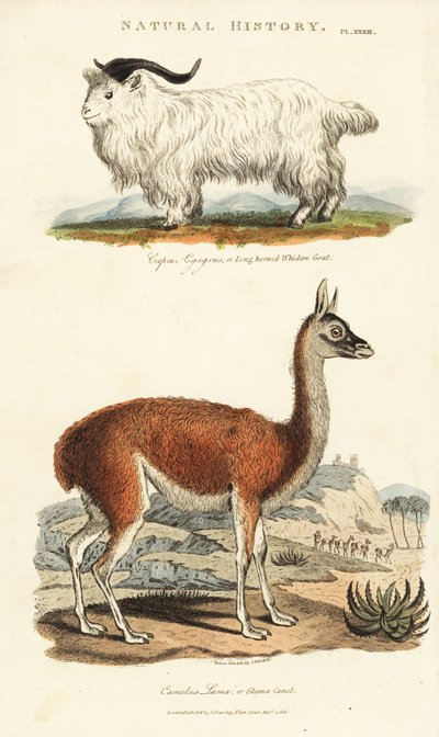 Get och lama - Långhornad whidaw get, Capra aegagrus och lama, Lama glama (Glama kamel, Camelus lama). Handkolorerad kopparstick efter Sydenham Edwards från John Mason Goods Pantologia, a New Encyclopedia, G. Kearsley, London av Sydenham Teast Edwards