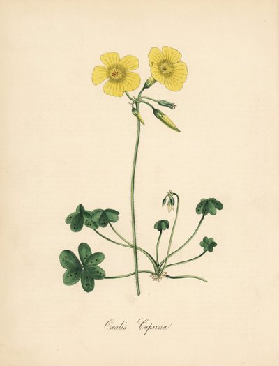 Getfotsvedssyra, Oxalis caprina. Taget från en illustration av Sydenham Edwards i William Curtis "" Botanical Magazine."" Handkolorerad zinkograf av C. Chabot tecknad av Miss M. A. Burnett från hennes "" Plantae Utiliores: or Illustrations of Useful Pl av Sydenham Teast Edwards