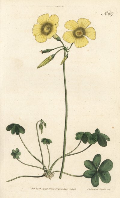 Getfot - Getfotsvedssyra, Oxalis caprina. Handfärgad kopparstick av Sansom efter en illustration av Sydenham Edwards från William Curtis