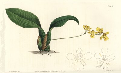 Gomesa cornigera orkidé (Horned oncidium, Oncidium cornigerum). Handkolorerad kopparstick av S. Watts efter en illustration av William Herbert från Sydenham Edwards