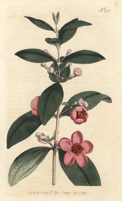 Krusbär - Myrtenrosa, Rhodomyrtus tomentosa (Ullbladig myrten, Myrtus tomentosa). Handfärgad kopparstick av Sansom efter en illustration av Sydenham Edwards från William Curtis