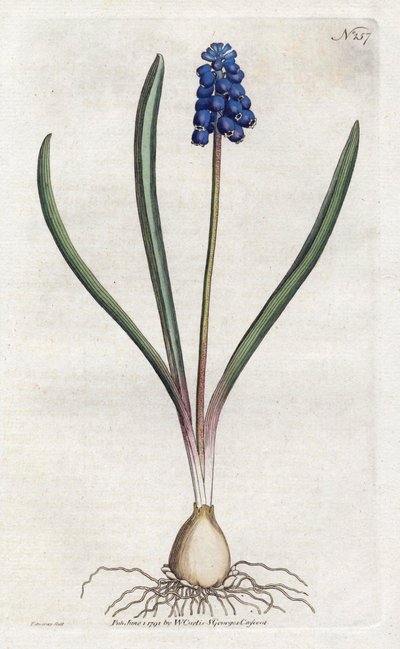Druvhyacintlitografi av Sydenham Edwards (1768-1819), tallrik från Botanical Magazine av William Curtis (1746-1799) av Sydenham Teast Edwards
