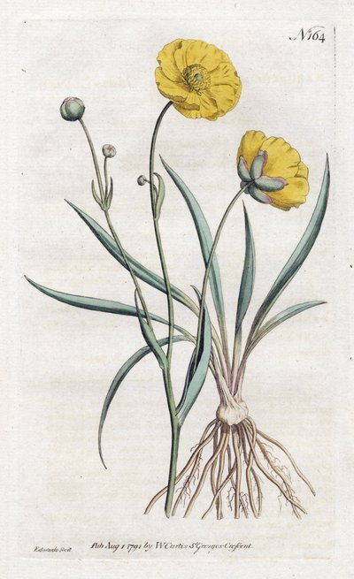Grassleaf Buttercup - Litografi av Sydenham Edwards (1768-1819), från William Curtis Botanical Magazine (1746-1799) av Sydenham Teast Edwards