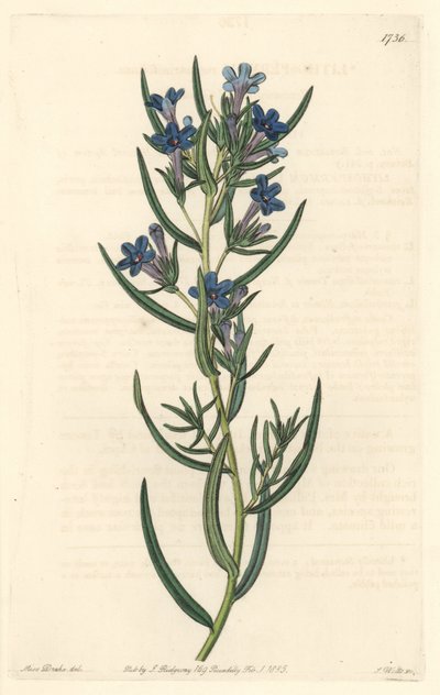 Gremil a rosmarinblad, infödd på Sicilien - Water forte av S. Watts från en illustration av Sarah Anne Drake (1803-1857), från Botanical Register av Sydenham Teast Edwards