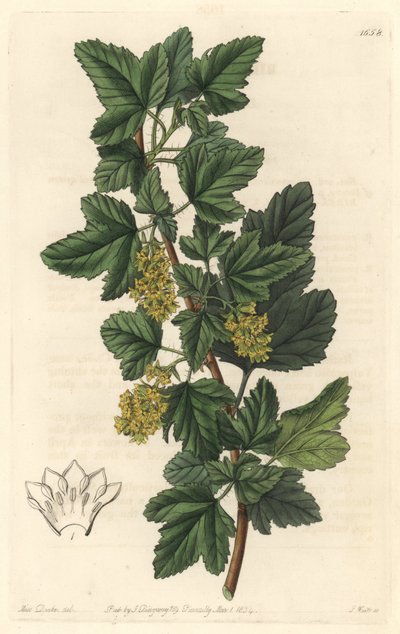 Groseillier, känd som Gadellier av Sibirien (Ribes diacanthum), född i Chile - Water forte av S. Watts från en illustration av Sarah Anne Drake (1803-1857), från det botaniska registret av Sydenham Teast Edwards