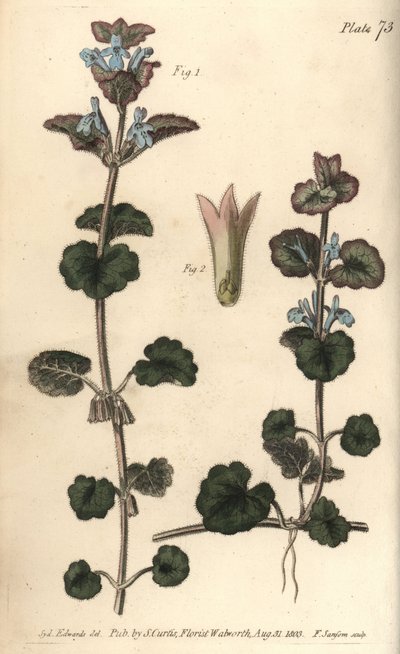 Markmurgröna, Glechoma hederacea, Gymnospermia. Handkolorerad kopparstick av F. Sansom av en botanisk illustration av Sydenham Edwards för William Curtis