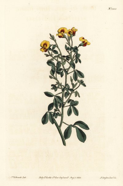 Hårig goodia, Goodia lotifolia var. pubescens (Goodia pubescens). Handkolorerad kopparstick av F. Sansom Jr. efter en illustration av Sydenham Edwards från William Curtis