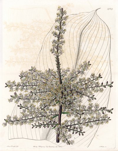 Hawaiiansk spinard eller vass från Indien - Plåt graverad av S.Watts, från en illustration av Sarah Anne Drake (1803-1857), från Botanical Register of Sydenham Edwards (1768-1819), England av Sydenham Teast Edwards