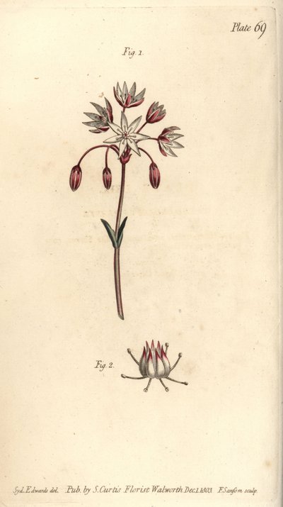 Hermafroditblomma med sju pistilla, Heptagynia, Septas capensis. Handkolorerad kopparstick av F. Sansom av en botanisk illustration av Sydenham Edwards för William Curtis