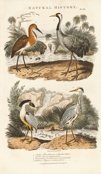 Hägrar och tranor i sina våtmarkshabitat av Sydenham Teast Edwards