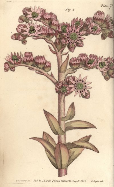 Huslök, Sempervivum tectorum, Dodecagynia, hermafroditblomma med 12 pistill. Handkolorerad kopparstick av F. Sansom av en botanisk illustration av Sydenham Edwards för William Curtis