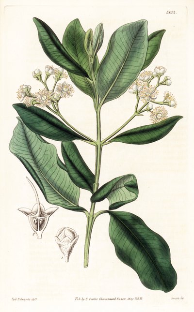 Indian Wood - Bay romträd, Pimenta racemosa (vild kryddnejlikaträd, Myrcia acris), infödd i Karibien. Handfärgad kopparstick av Swan efter en illustration av Sydenham Edwards från Samuel Curtis "" Botanical Magazine,"" London av Sydenham Teast Edwards