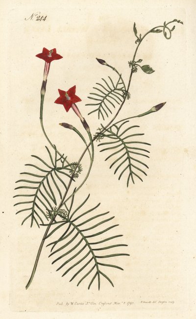 Ipomee quamoclite eller quamoclite pennee eller ipomee ett rött blad - Cypress vinstockar eller bevingade blad ipomoea, Ipomoea quamoclit. Handfärgad kopparstick av Sansom efter en illustration av Sydenham Edwards från William Curtis