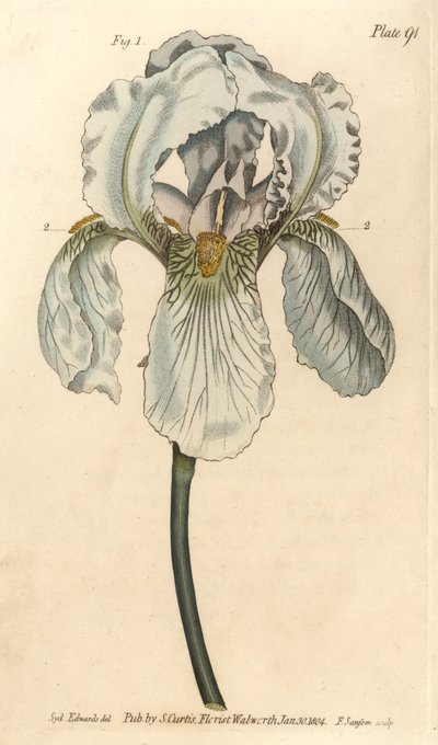 Iris florentina, Iris germanica nothovar. Handkolorerad kopparstick av F. Sansom av en botanisk illustration av Sydenham Edwards för William Curtis